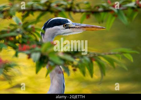 Héron gris (Ardea cinerea) gros plan portrait vu à travers les branches de l'arbre / buisson près de l'eau de l'étang / lac Banque D'Images