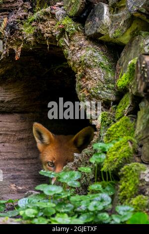 Renard roux timide (Vulpes vulpes) se cachant dans le tronc creux d'arbre dans la pile à bois dans la forêt Banque D'Images