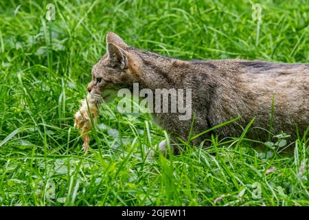 Chat sauvage européen (Felis silvestris silvestris silvestris) courant dans les prairies avec la poussin tué dans la bouche pour nourrir les chatons au printemps Banque D'Images