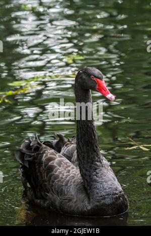Cygne noir (Cygnus atratus / Anas atrata) nageant dans un étang, grand oiseau d'eau originaire d'Australie Banque D'Images