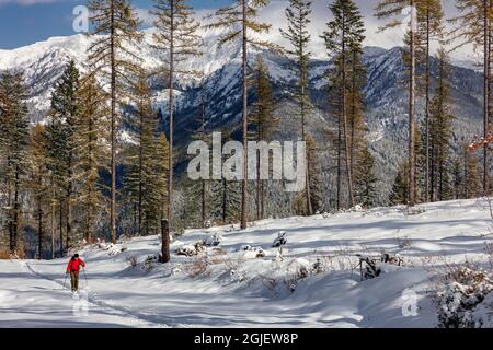 Ski de randonnée sur Firefighter Mountain avec Great Northern en arrière-plan dans la forêt nationale de Flathead, Montana, États-Unis. (M.) Banque D'Images