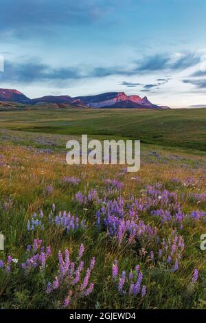Lupin Wildflowers et Sawtooth Ridge le long de Rocky Mountain Front près d'Augusta, Montana, États-Unis Banque D'Images