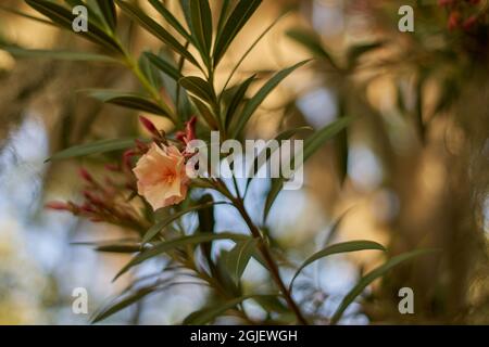 fleurs d'oléandres de nerium d'orange isolées avec des feuilles vertes et un fond flou. fleurs d'été et d'automne. horizontales Banque D'Images