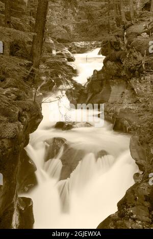 États-Unis, Montana, parc national des Glaciers, Avalanche Creek. Banque D'Images