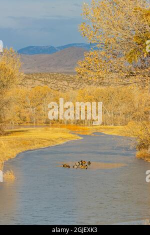 États-Unis, Nouveau-Mexique, réserve naturelle nationale de Bosque del Apache. Canards colverts sur des terres humides congelées. Crédit comme Fred Lord / Jaynes Gallery / DanitaDelimont.c Banque D'Images