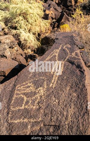 États-Unis, Nouveau-Mexique, Monument national de Petroglyph. Sculptures de Petroglyphe sur la roche. Banque D'Images