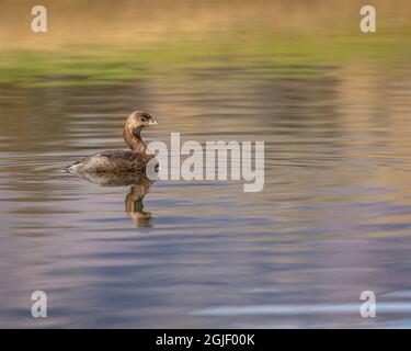 Grebe à bec de pied, Podilymbus podiceps, Nouveau-Mexique Banque D'Images