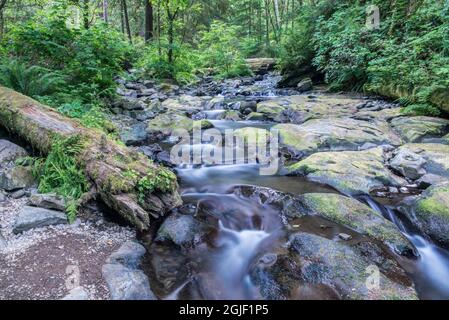 États-Unis, Oregon. Oswald West State Park, Necarney Creek. Banque D'Images