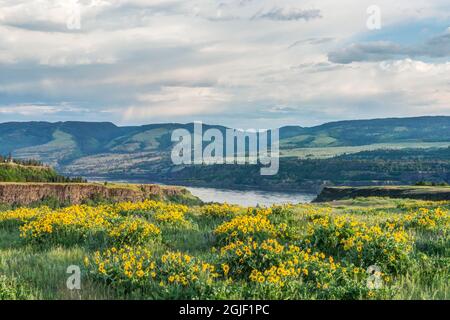 États-Unis, Oregon. Réserve naturelle Tom McCall, fleurs sauvages du plateau Rowena. Banque D'Images