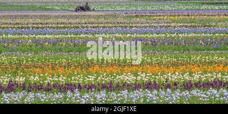 États-Unis, Oregon, Salem, Iris à barbe en pleine floraison sur le terrain. Banque D'Images