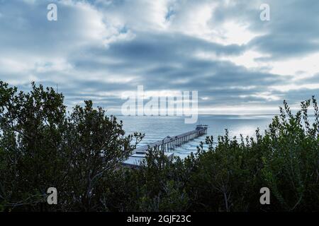 Vue sur le Scripps Pier à travers la végétation verte, la Jolla Californie Banque D'Images