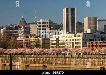 Portland, Oregon. Cerisiers en fleurs au parc Tom McCall Waterfront, sur la rivière Willamette, au centre-ville. Banque D'Images