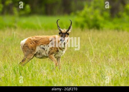 États-Unis, Dakota du Sud, parc national Custer, buck antilope pronghorn Banque D'Images