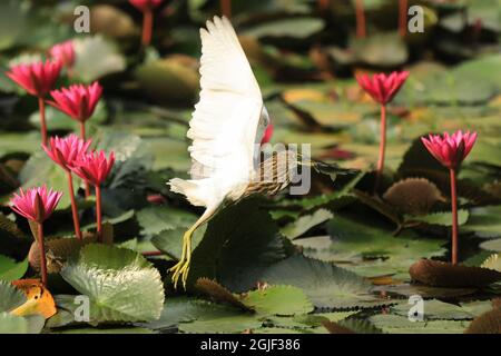 Dhaka, Bangladesh. 09e septembre 2021. Étang Heron (Ardeola grayii) vu le long de la rive de l'étang de l'Université de Dhaka. Crédit : SOPA Images Limited/Alamy Live News Banque D'Images