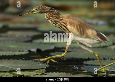 Dhaka, Bangladesh. 09e septembre 2021. Étang Heron (Ardeola grayii) vu le long de la rive de l'étang de l'Université de Dhaka. Crédit : SOPA Images Limited/Alamy Live News Banque D'Images