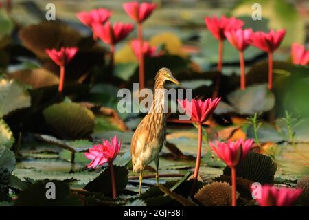 Dhaka, Bangladesh. 09e septembre 2021. Étang Heron (Ardeola grayii) vu le long de la rive de l'étang de l'Université de Dhaka. Crédit : SOPA Images Limited/Alamy Live News Banque D'Images