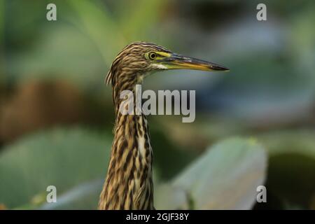 Dhaka, Bangladesh. 09e septembre 2021. Étang Heron (Ardeola grayii) vu le long de la rive de l'étang de l'Université de Dhaka. Crédit : SOPA Images Limited/Alamy Live News Banque D'Images