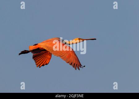 Roseate spoonbill en vol, South Padre Island, Texas Banque D'Images