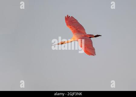 Roseate spoonbill en vol, South Padre Island, Texas Banque D'Images