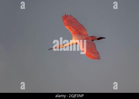 Roseate spoonbill en vol, South Padre Island, Texas Banque D'Images