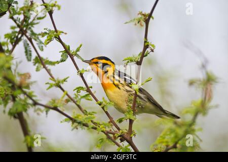 Paruline blackburnian mâle. Banque D'Images