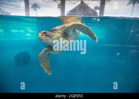 Exposition sur la tortue de mer dans l'aquarium. Banque D'Images