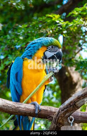 Macaw bleu et jaune perchée. Banque D'Images