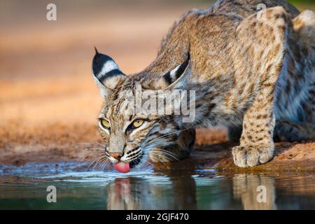 Bobcat (Lynx rufus) en train de boire. Banque D'Images