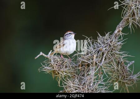 Bruant de chipping (Spizella passerina) perchée dans la mousse de boule. Banque D'Images