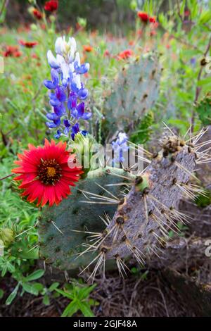 Firewalls et Bluebonnets avec Prickly Pear Cactus Banque D'Images