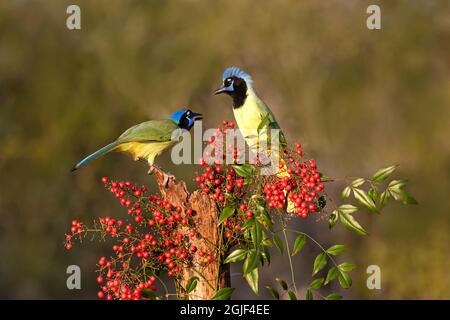 Couples de Jays verts (Cyanocorax yncas) en train de manger Banque D'Images