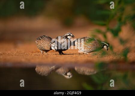 Bobwhite Quail hommes se nourrissant Banque D'Images