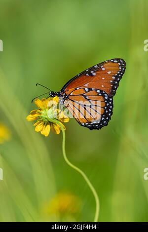 Queen (Danaus gilippus) papillon sur tournesol Banque D'Images