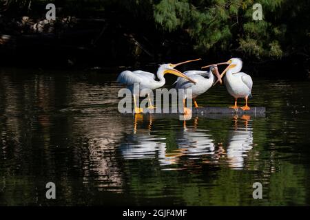 Préenrageant Pélican blanc américain (Pelecanus erythrorhynchos) Banque D'Images