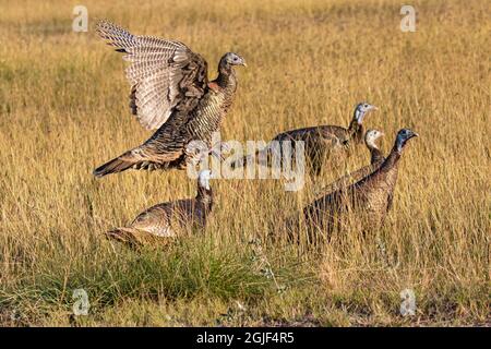 Les poules de dinde sauvage (Meleagris gallopavo) fourragent dans les prairies Banque D'Images