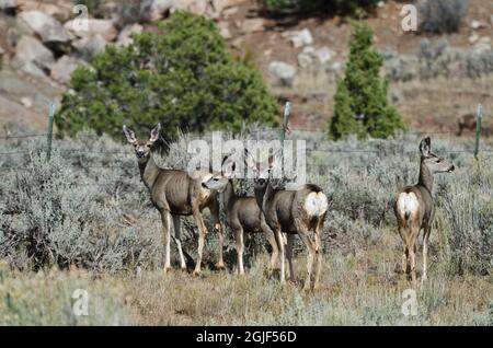États-Unis, Utah. Wellington, Nine-Mile Canyon, cerf mulet. Banque D'Images