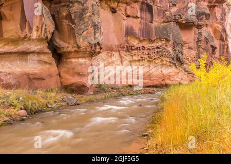 États-Unis, Utah, parc national de Capitol Reef. Rivière Fremont et arbres en automne. Crédit : Cathy & Gordon Illg / Jaynes Gallery / DanitaDelimont.com Banque D'Images