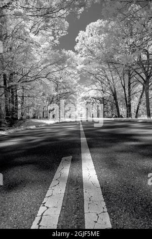 Vue sur l'autoroute sous les arbres Banque D'Images