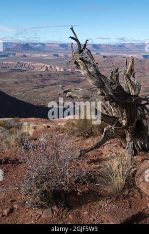 Les falaises surplombent Orange, Canyonlands National Park, Moab, Utah, USA Banque D'Images