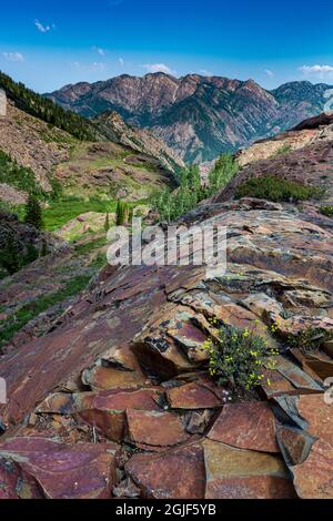 Roche quartzite, Big Cottonwood, montagnes Wasatch près du lac Blanche et de Salt Lake City, Utah, États-Unis. Banque D'Images