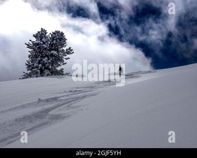 Skieur silhoueté en train de savourer de la poudre, jour de Bluebird dans les montagnes Wasatch près de Park City, Utah, États-Unis. Banque D'Images