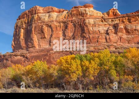 États-Unis, Utah, Grand Staircase Escalante National Monument, arbres en coton de Fremont de couleur automnale sous la formation de butte de grès; près de Escalante Rive Banque D'Images