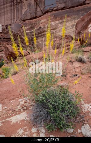 États-Unis, Utah. Prince's Plume, parc national d'Arches. Banque D'Images