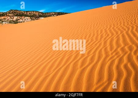 Lumière matinale sur les dunes, parc national Coral Pink Sand Dunes, comté de Kane, Utah, États-Unis. Banque D'Images