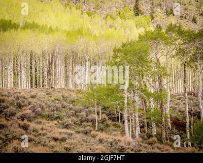 Aspen Trees, printemps, ancien clone de Pando (estimé à 80,000 ans), Fishlake National Forest, Utah Banque D'Images