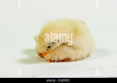 Un nouveau-né baby chick sur fond blanc. Banque D'Images