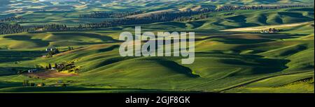 Vue panoramique sur la ferme idyllique au lever du soleil parmi les champs de blé de la région de Palouse, dans l'est de Washington. Banque D'Images