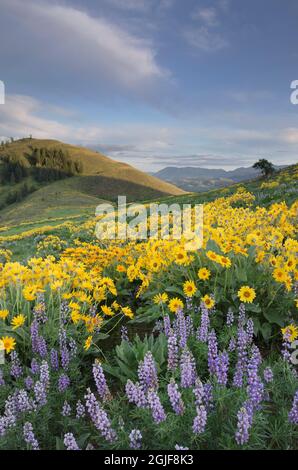 États-Unis, État de Washington. Fleurs sauvages de la vallée de la Metow, Balsamroot et Lupins, Cascades du Nord. Banque D'Images