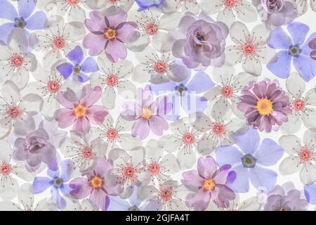 États-Unis, État de Washington, Seabeck. Montage de fleurs de printemps. Banque D'Images