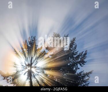 États-Unis, État de Washington, Seabeck. Soleil dans l'arbre le matin. Banque D'Images